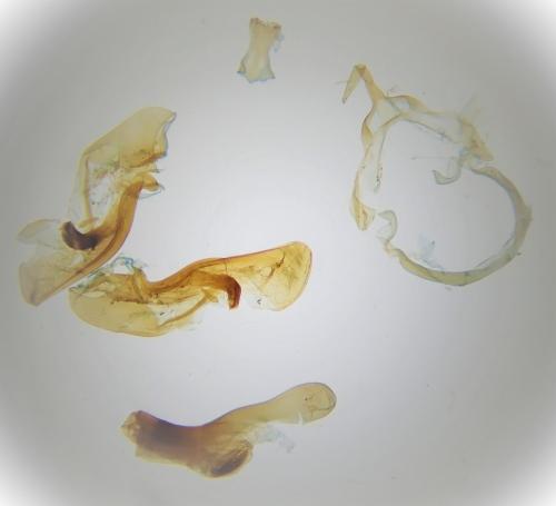 Réf. 294 678 : Aporophyla australis